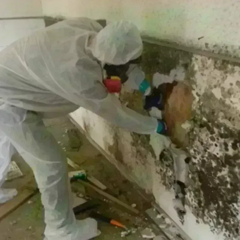 Mold Remediation and Removal in Amboy, IL